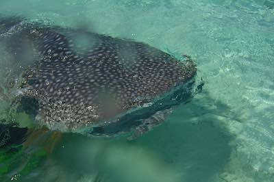 whale shark